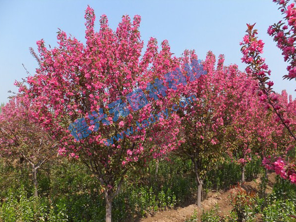 �c(di��n)���鿴Ԕ��(x��)��Ϣ��(bi��o)�}������ ��x�Δ�(sh��)��2516