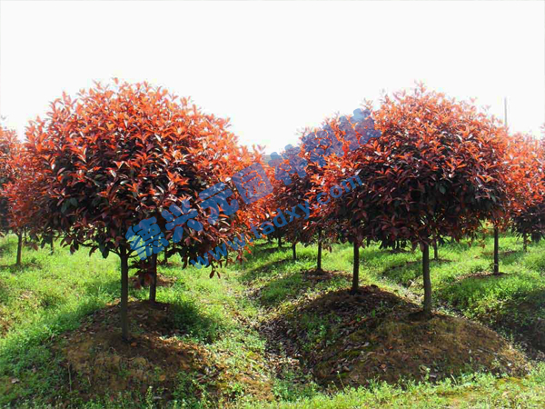 �c(di��n)���鿴Ԕ��(x��)��Ϣ��(bi��o)�}���t�~ʯ骘�(sh��) ��x�Δ�(sh��)��2779