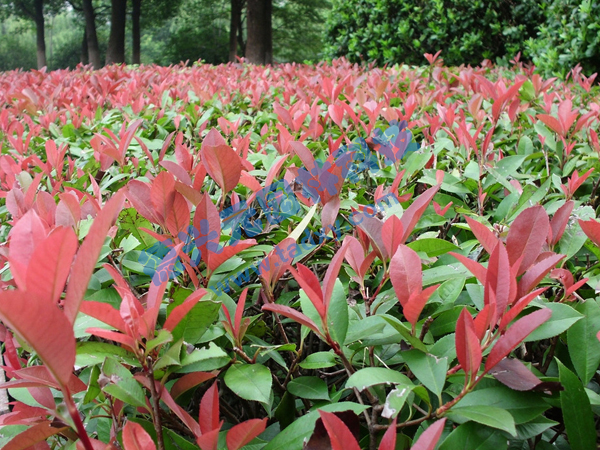 �c(di��n)���鿴Ԕ��(x��)��Ϣ��(bi��o)�}���t�~ʯ� ��x�Δ�(sh��)��2520