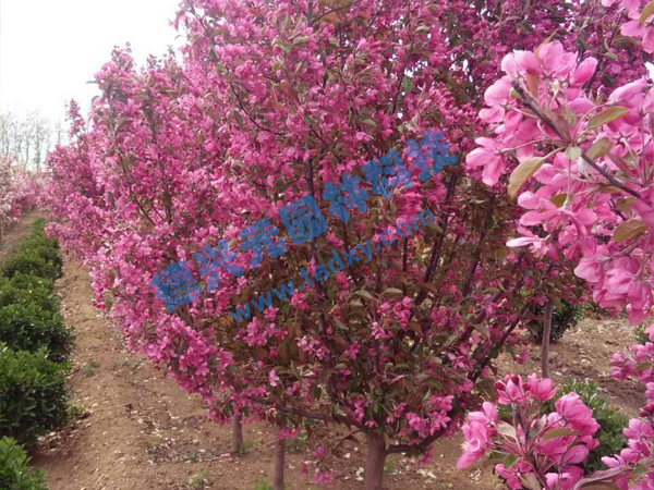 �c(di��n)���鿴Ԕ��(x��)��Ϣ��(bi��o)�}���k������ ��x�Δ�(sh��)��2298