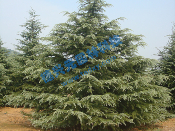 �c���鿴Ԕ����Ϣ���}��ѩ�� ��x�Δ�(sh��)��1999