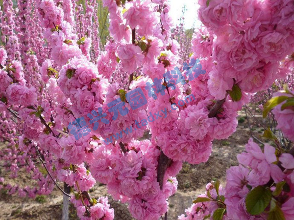 �c���鿴Ԕ����Ϣ���}���ѻ� ��x�Δ�(sh��)��2055