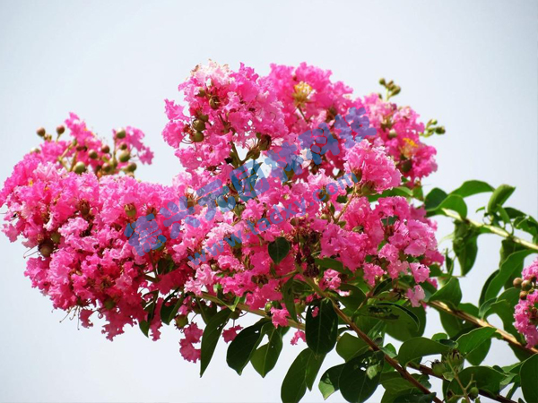 �c���鿴Ԕ����Ϣ���}����ޱ ��x�Δ�(sh��)��1998